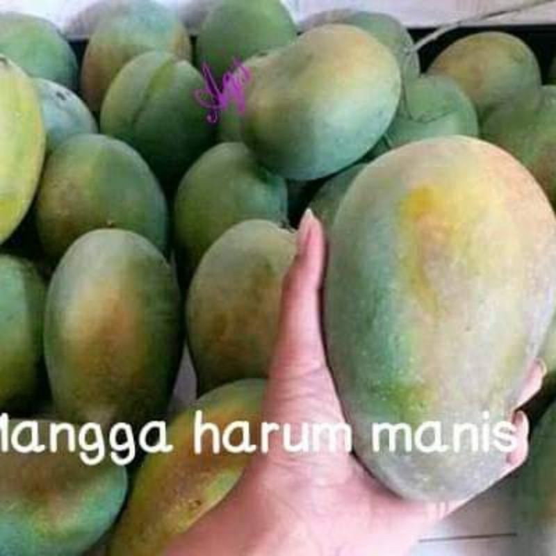 

bibit mangga harum manis stek samcuk