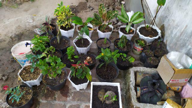 Garamalia Ataw Geranium