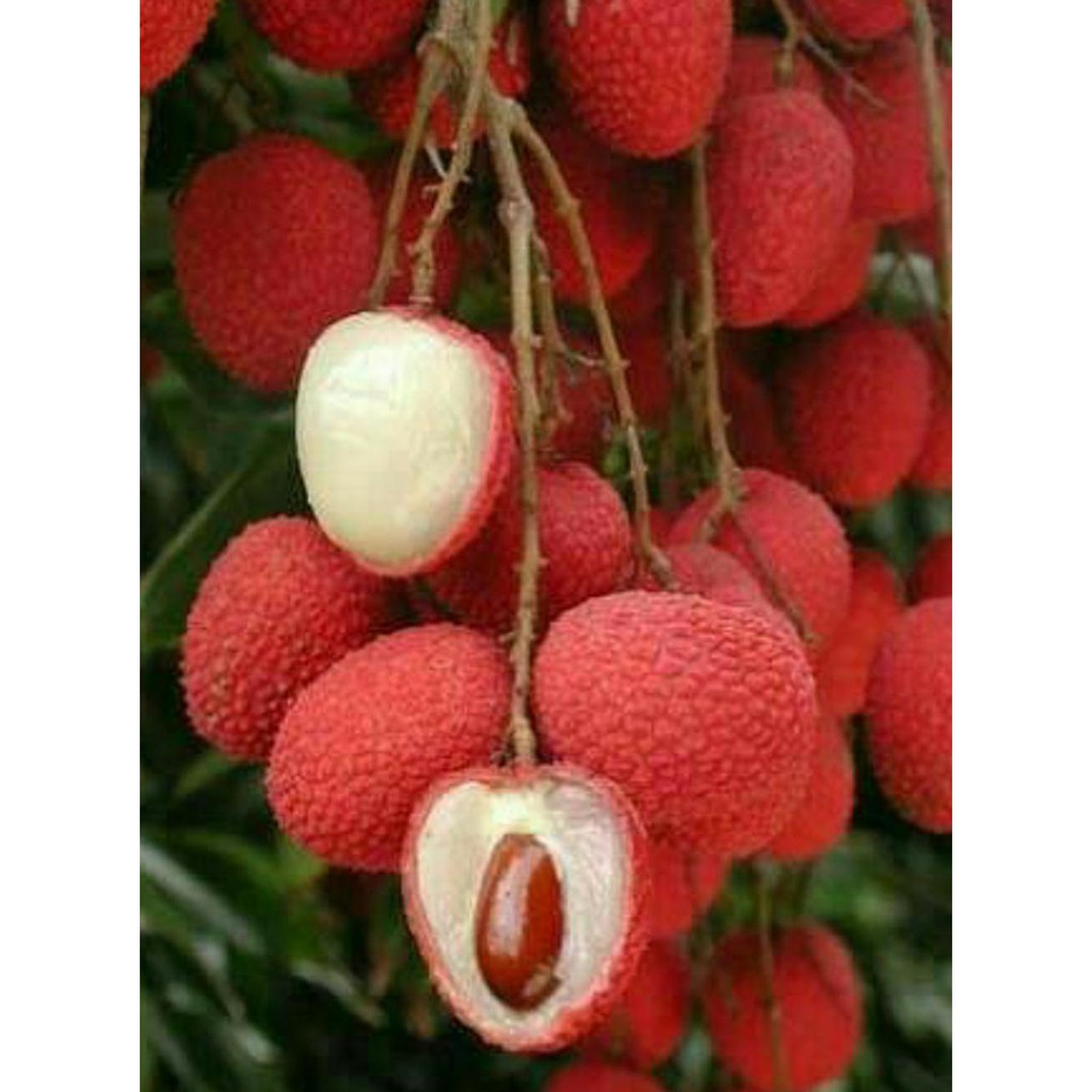 BIBIT BUAH LECI KOM @_@