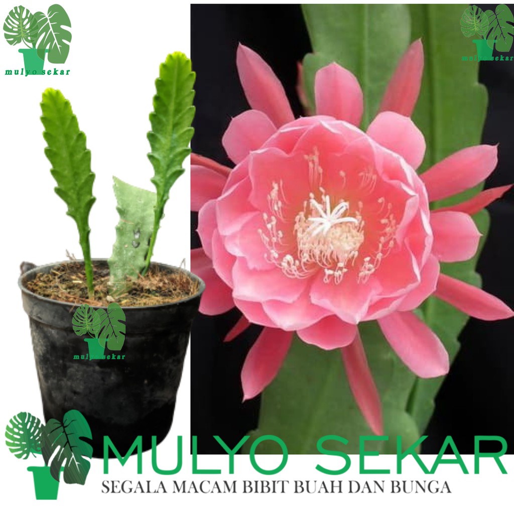 Wijaya Kusuma incredible Epiphyllum Bibit Dewasa Bunga wangi