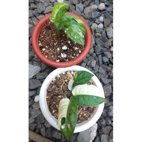 Monstera Andasonii Variegata/Janbol