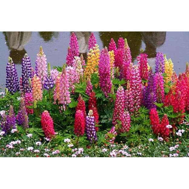 Jual Benih Bibit Seeds Bunga Lupine Mix Banyak Warna Diskon