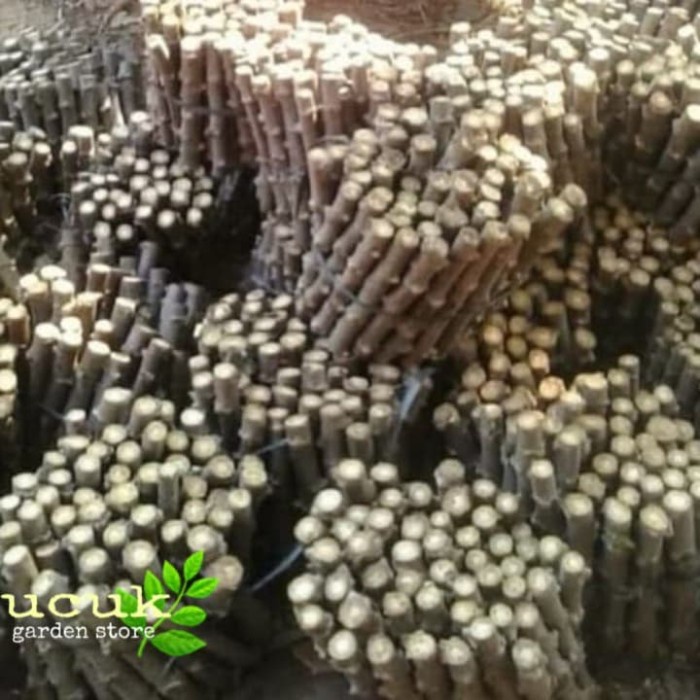 Bibit pohon singkong gajah /paket 10 batang