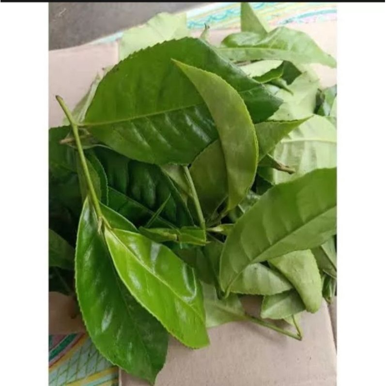 

Daun Teh Hijau Segar 1000 gr Daun Teh Sariwangi