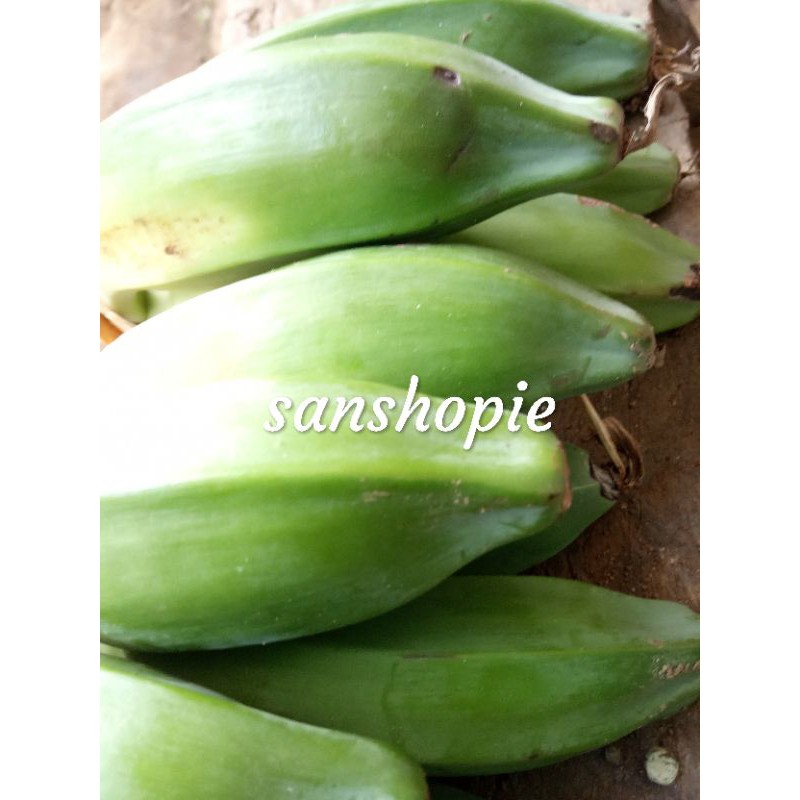 

Pisang batu atau pisang klutuk kondisi muda paket 1 kilo
