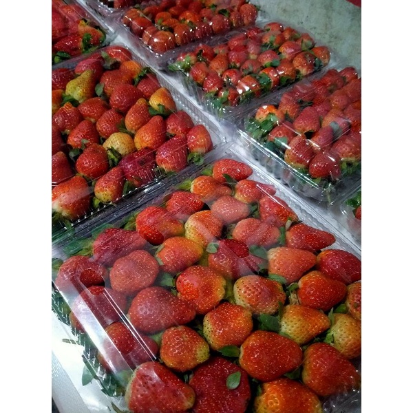

STROBERRY FRESH 1KG
