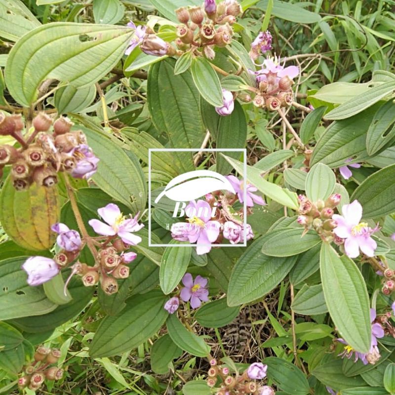 

Daun Senggani Senduduk atau harendong gede 500g