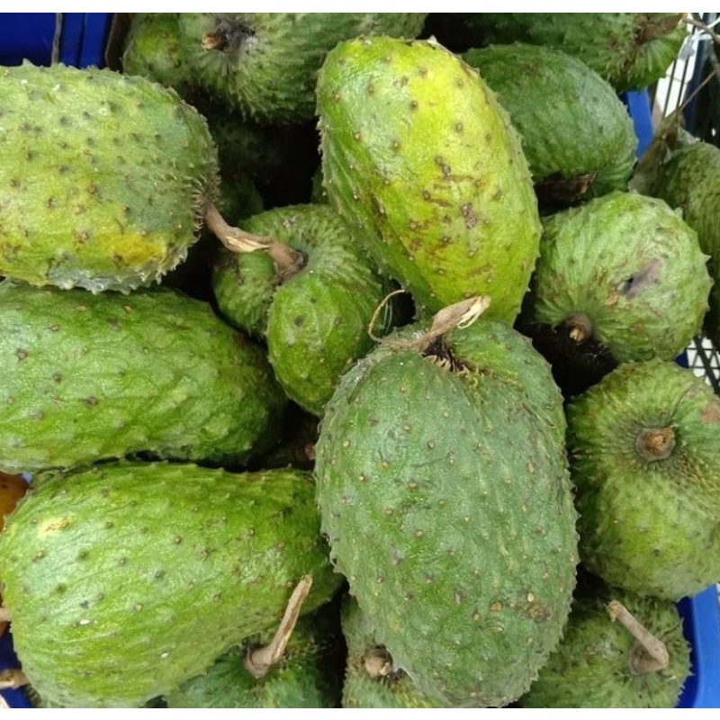 

BUAH SIRSAK 1KG FRESH/SIRSAK 1 BUAH FRESH