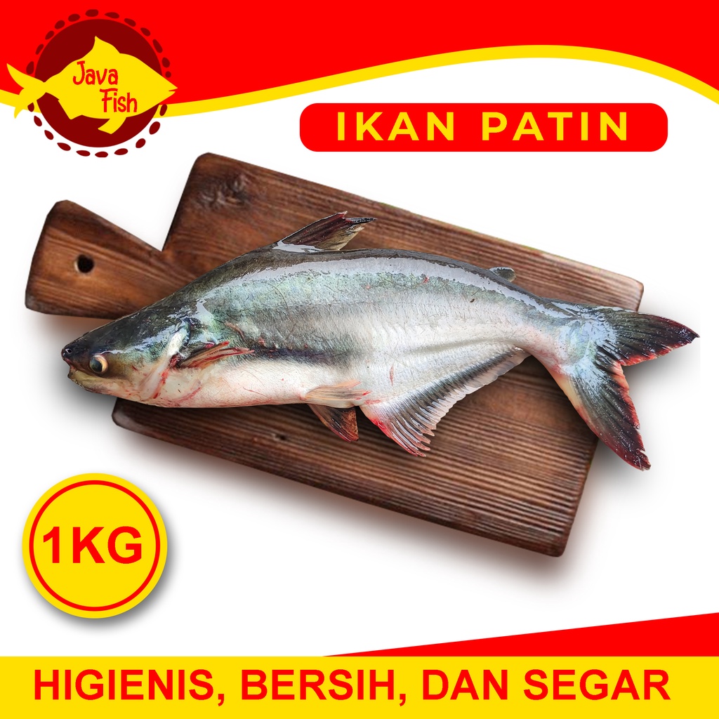 Jual Ikan Patin Hidup And Segar Bisa Fillet Potong Bersihkan