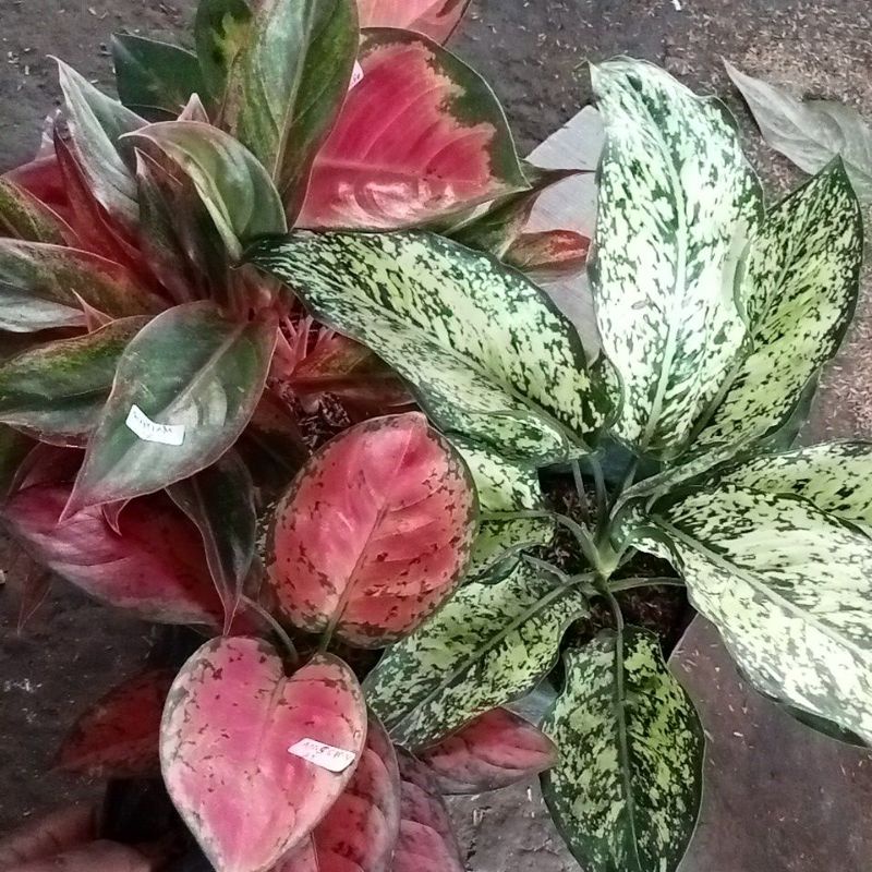 tanaman bunga aglonema snow white ndut lipstik kocin