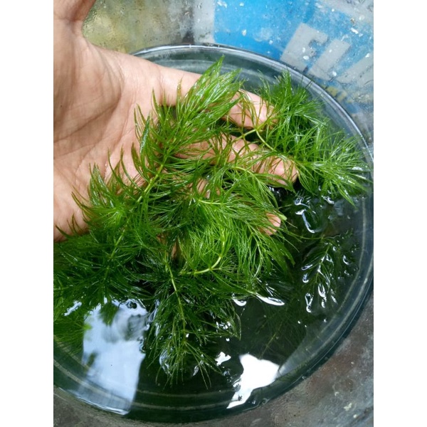 TANAMAN AIR/GANGGANG/IKAN HIAS/AQUARIUM