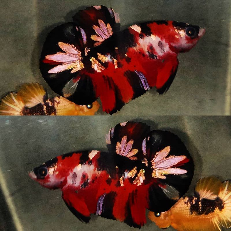 IKAN CUPANG HIAS LUXURY SEPASANG RED KOI COPER ( Iron Man) Top Grade B Termurah Promo