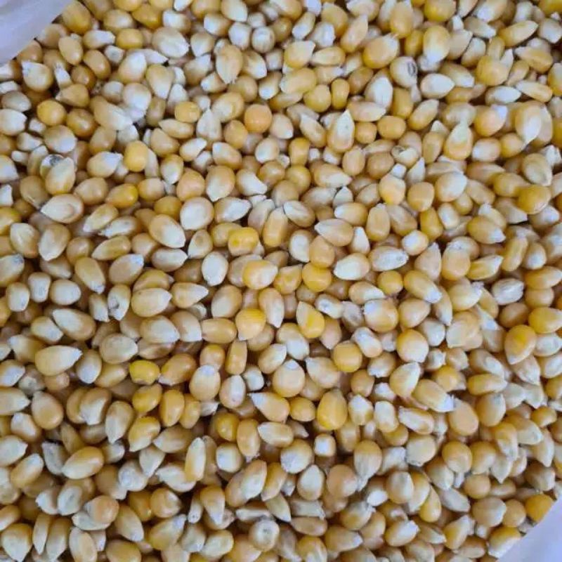 

jagung pop corn