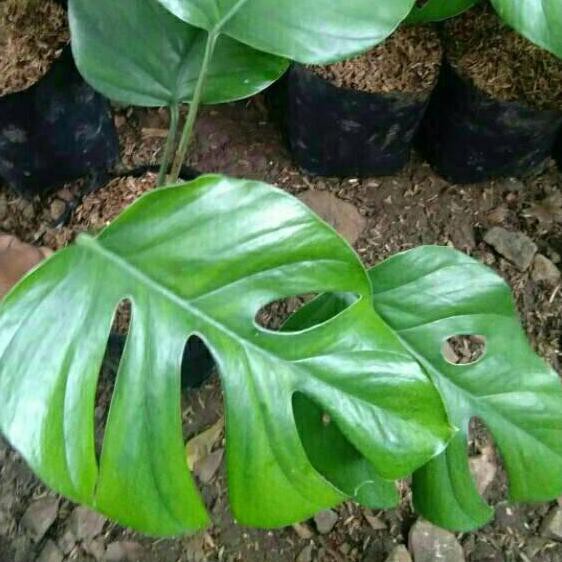 Harga Murah Tanaman Hias Philodendron Monstera Rhapidopora Pertusa Monstera Mini Portusa Shopee Indonesia