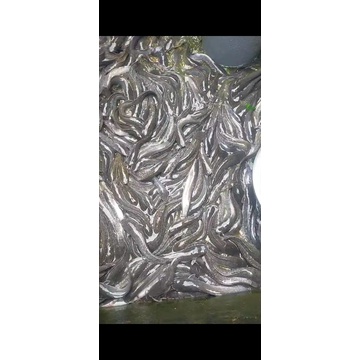 

ikan lele konsumsi