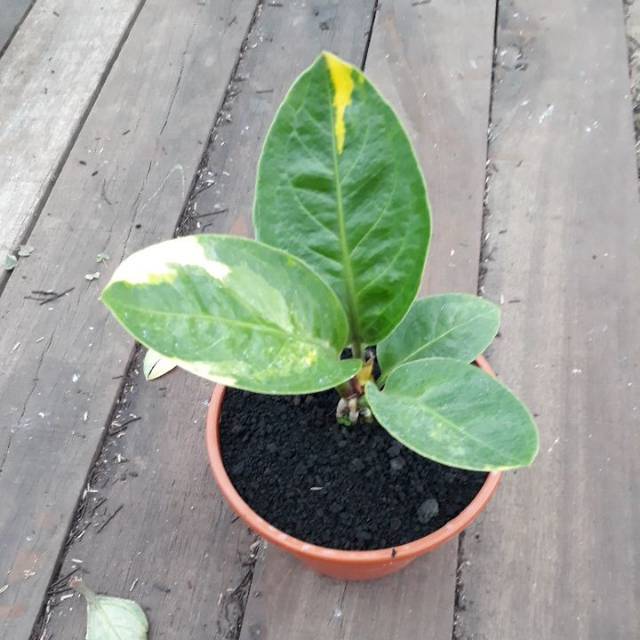 Jemani Mangkok Varigata Antorium