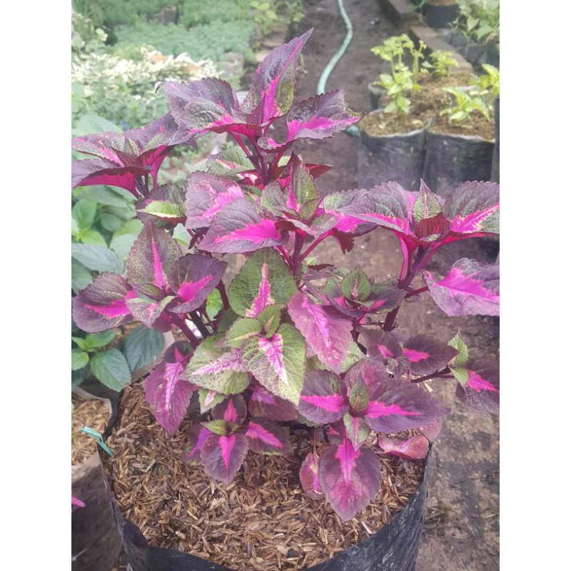 Tanaman Hias # Miana