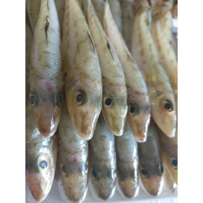 

IKAN KACA PIRING FROZEN 1000 GRAM