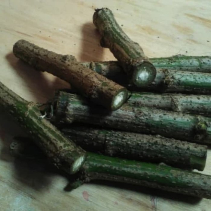 pohon Insulin - Bibit Stek Batang Pohon Insulin