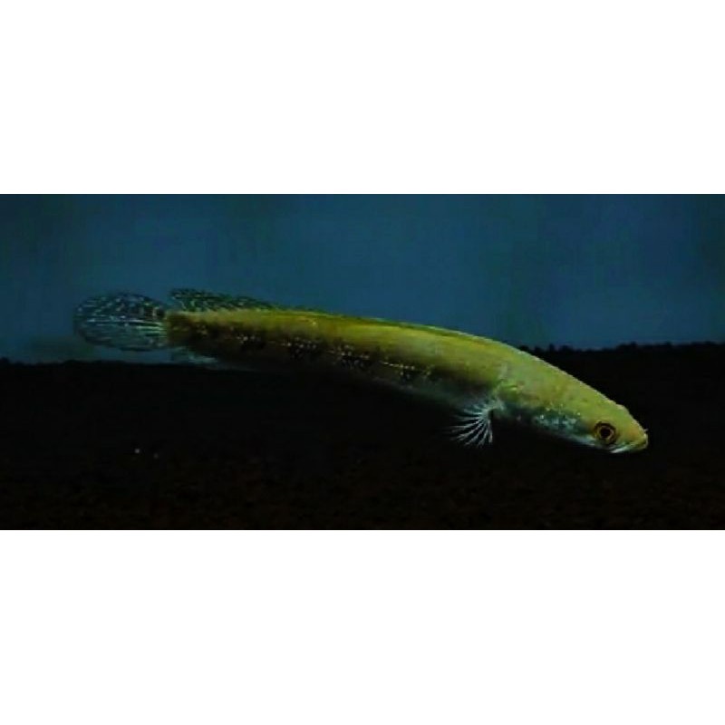 

BLUE PULCRA 8cm grade A