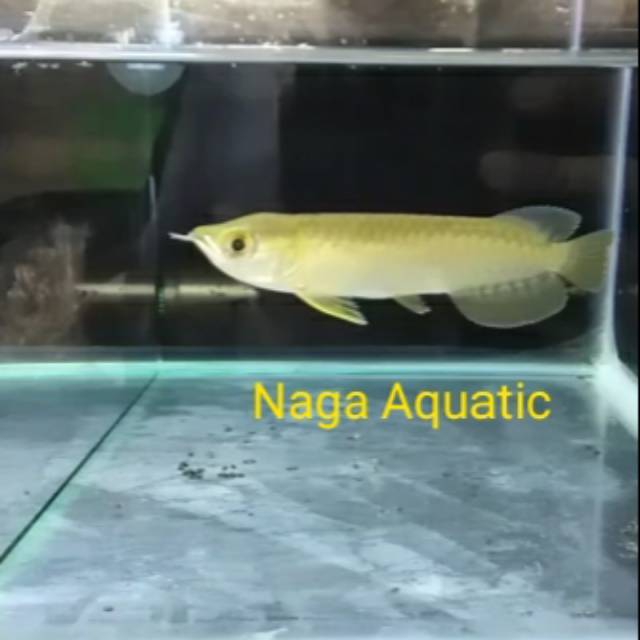 ikan Arwana Golden Red size 12 cm kualitas pilihan