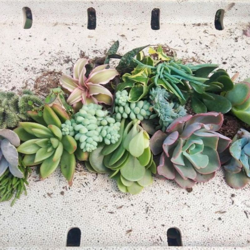Paket Sukulen / Kaktus Ukuran Sedang (Medium Size) Berkualitas - Tanaman Hias Indoor / Outdoor Sukul