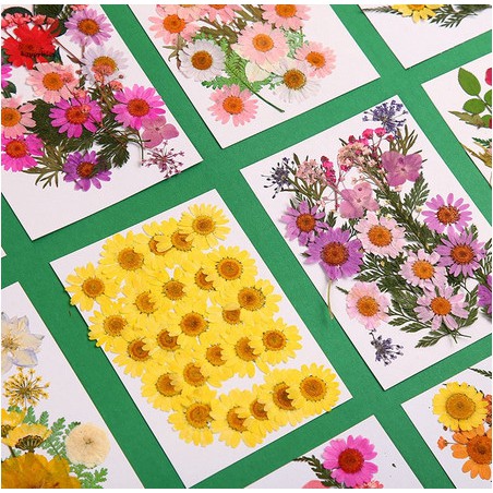 Pressed Dried Flower - Bunga Kering Press #03