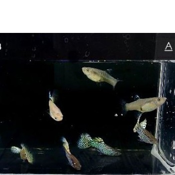 Pasangan guppy yellow cobra - ikan hias gup guppy makassar