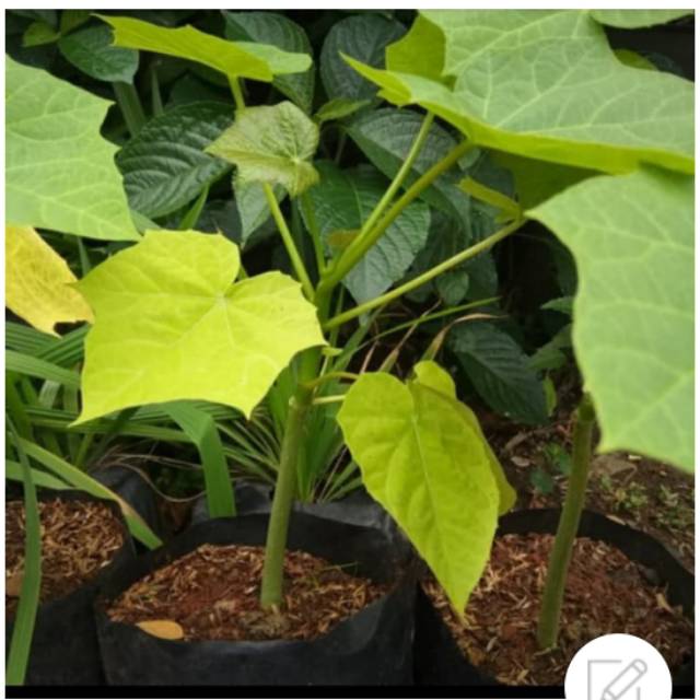 TANAMAN JARAK / tanaman herbal pohon jarak /Tanaman Hias Jarak Obat - Pohon Jarak - Pohon Herbal