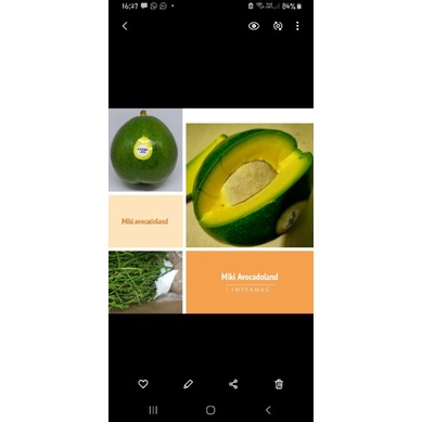Entres Alpukat Miki asli / alpukat unggulan, harga per 5 entres