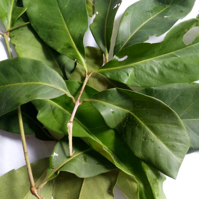 

Daun salam .