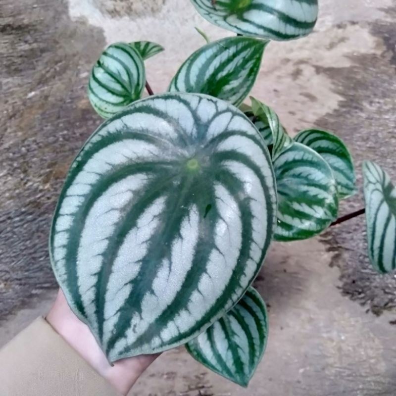 tanaman hias daun difoto peperomia watermelon daun jumbo rimbun