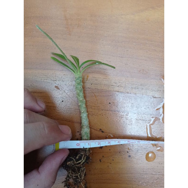 Dorstenia Gigas cutting