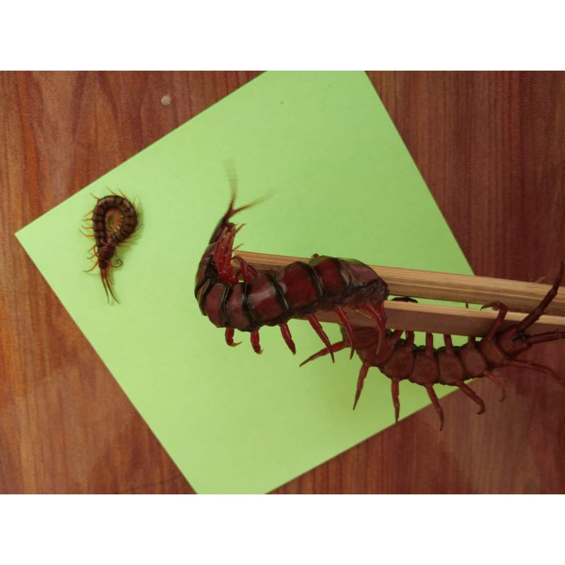 kelabang besar merah murah GARANSI hidup 100% MINIMAL 10 EKOR