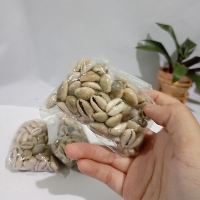 Biji Congklak Kerang Asli Ukuran Besar Dan Ukuran Sedang Isi 100 Biji Per Bungkus Berat 200 Gram