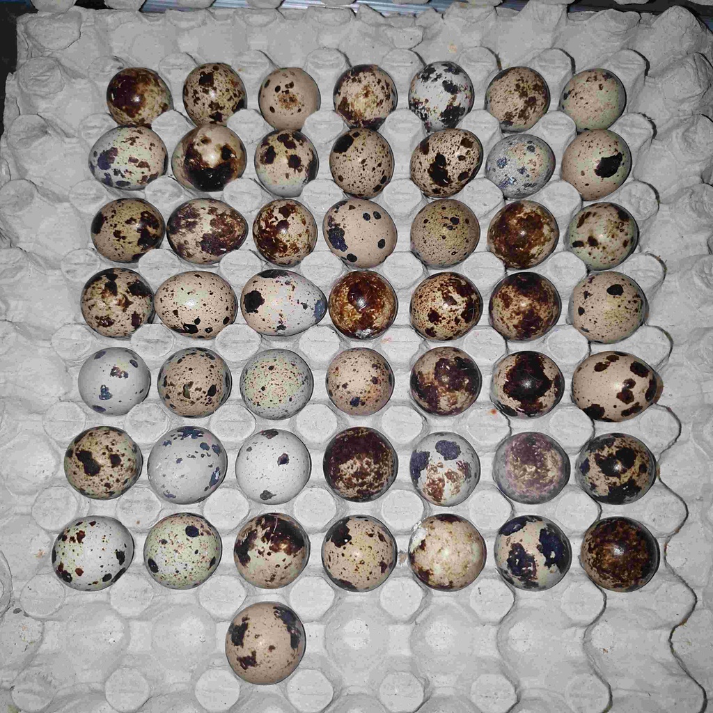

TELUR BURUNG PUYUH 30 PCS