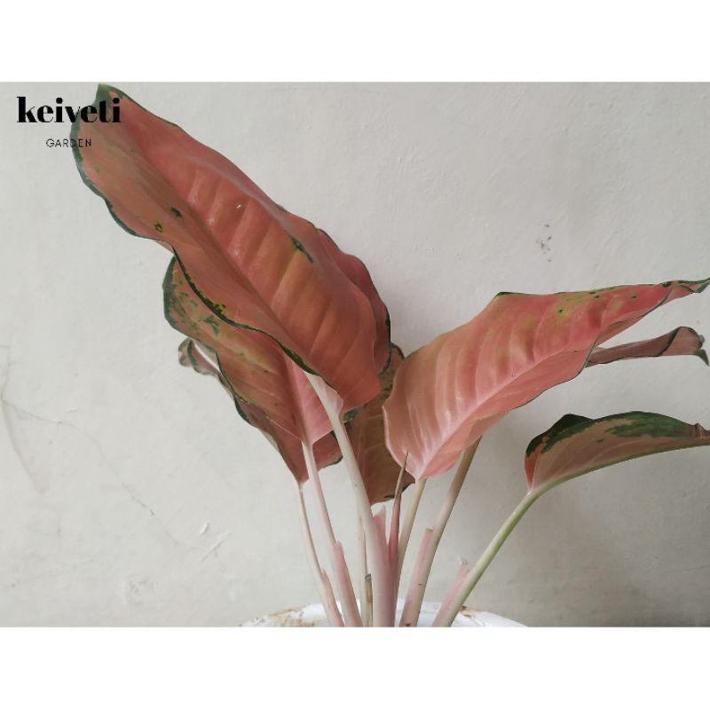 Aglaonema Kochin Tembaga