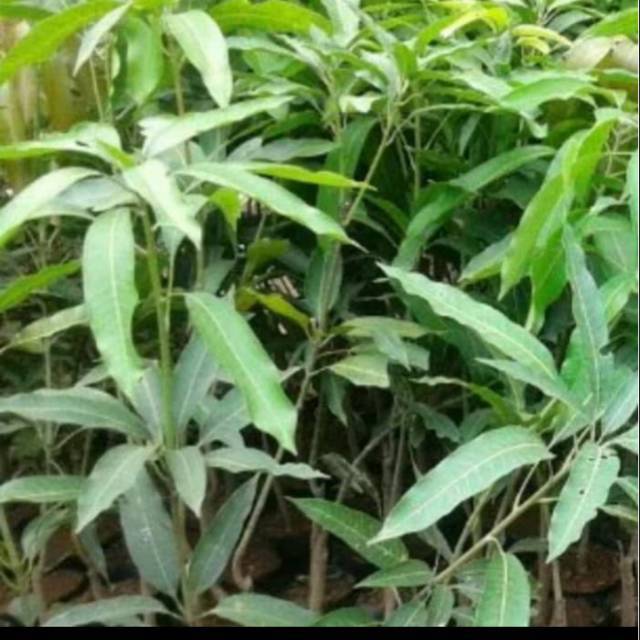 Bibit pohon mangga gedong gincu - pohon mangga gedong gincu