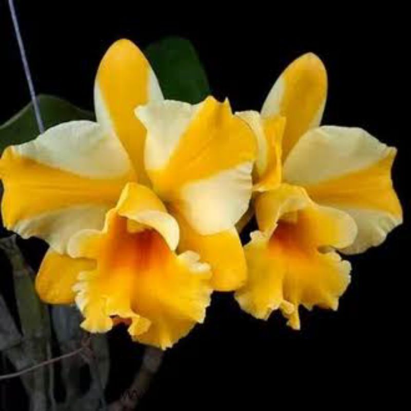 Anggrek Cattleya knop/Dewasa