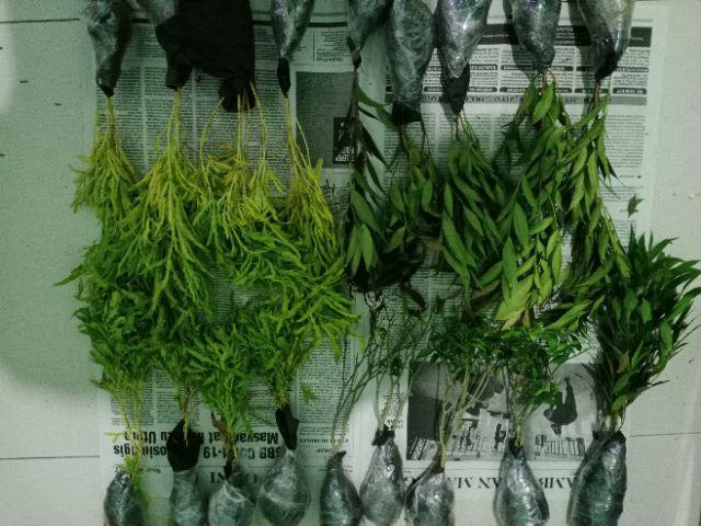 Bibit Tanaman Bunga Hias Rombusa Bunga  Putih