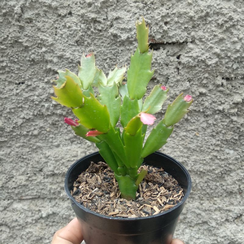 Schlumbergera Truncata | Sukulen | D 10cm