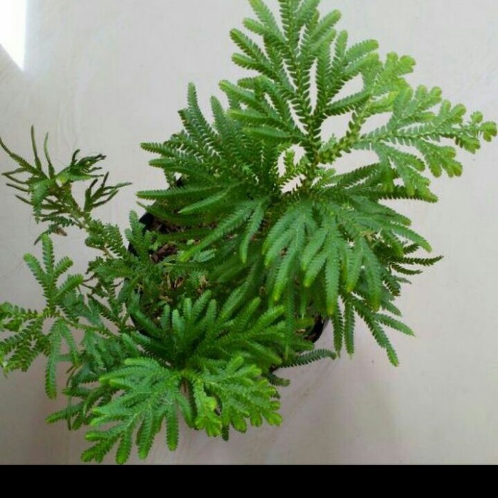 cakar ayam obat herbal