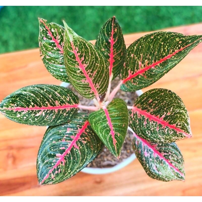 BIBIT AGLONEMA GREEN LEGACY , AGLO LEGACY HIJAU , AGLAONEMA LEGACY