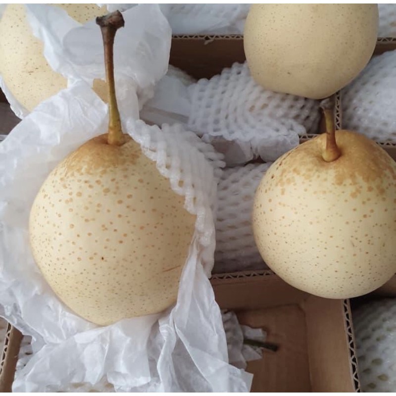 

Pear Yali 22.000rb/kg