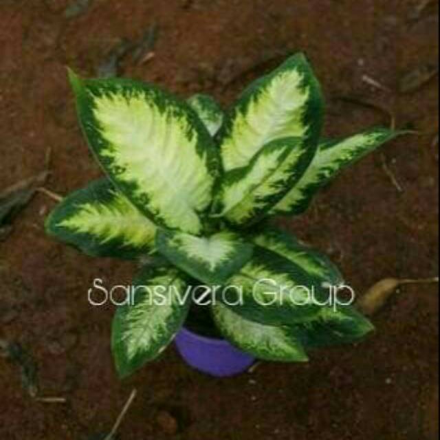 Tanaman Aglaonema Dieffenbachia Green / Aglaonema Sri Rejeki