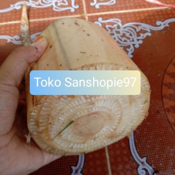 

Batang pohon pisang kepok muda segar 500 gram