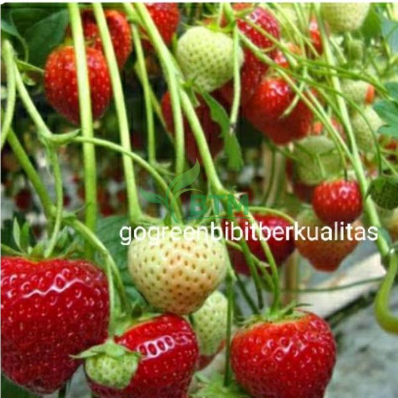 Bibit stroberi jumbo Australia super Unggul - Bibit Buah