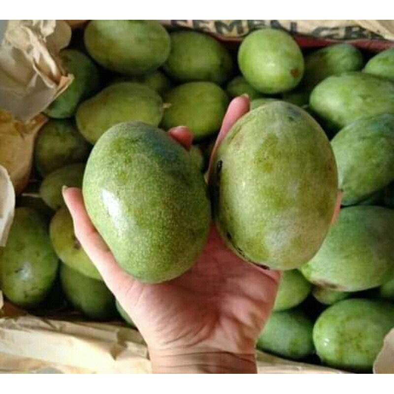 

1kg mangga muda utk ibu hamil /ngidam