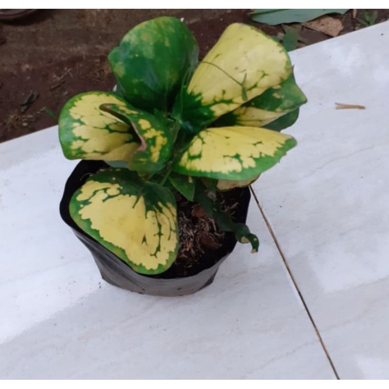 Bibit Tanaman Hias Puring Apel Kuning / Pohon Puring Apel Kuning