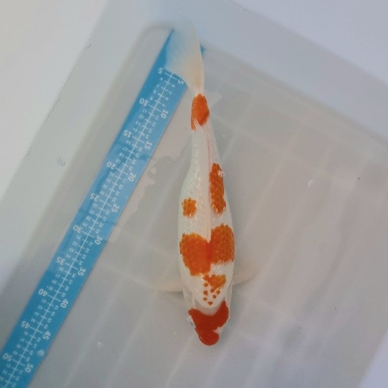 ikan koi kohaku ginrin asal blitar KG005